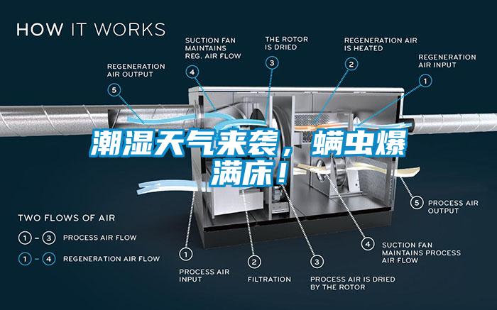 潮湿天气来袭，螨虫爆满床！