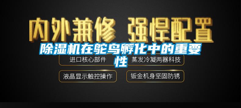 蜜柚直播APP正版下载在鸵鸟孵化中的重要性